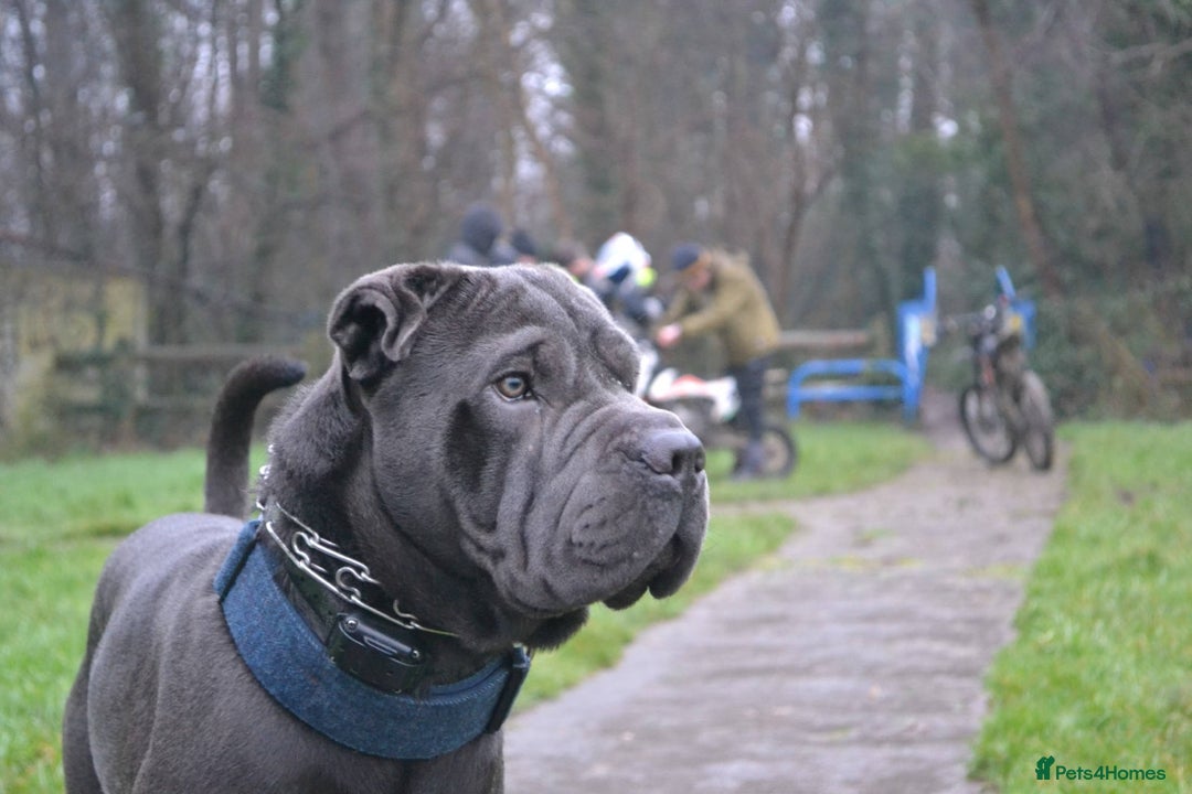 Shar Pei dogs for stud: Cane corso x shar pei - Image 5