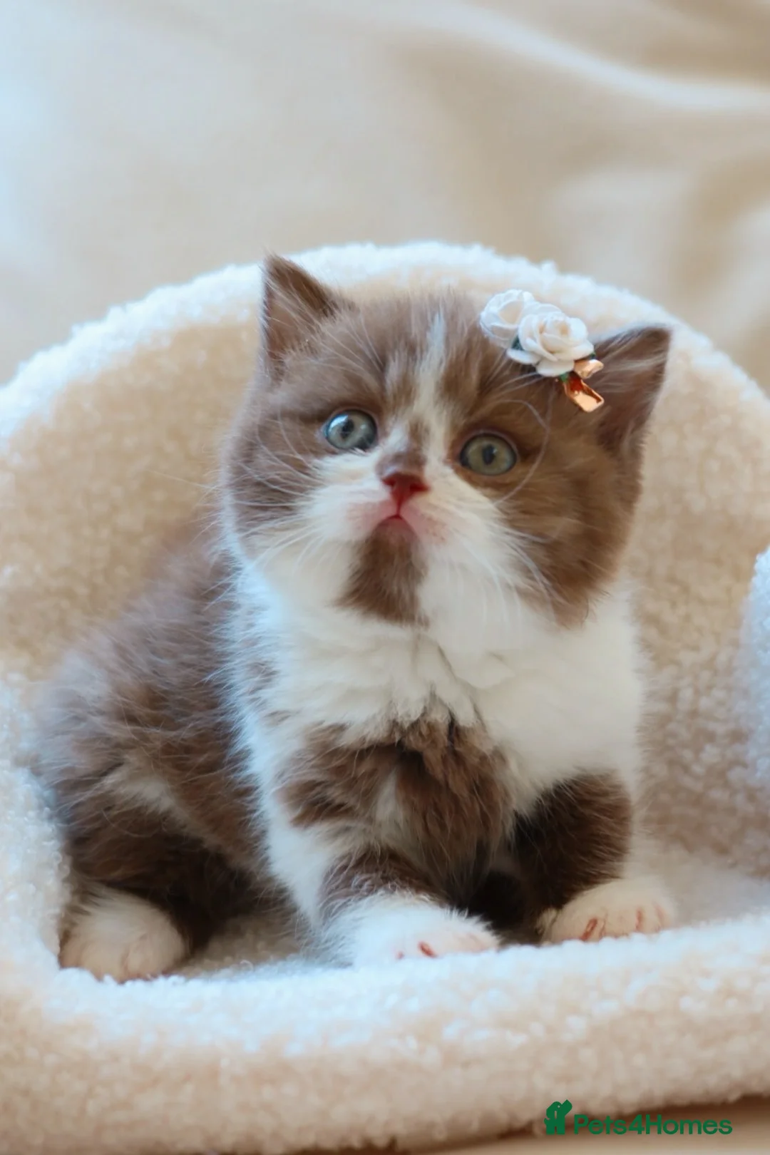 British Shorthair cats for sale: British Shorthair Kittens - Registered & Licensed - Advert 1