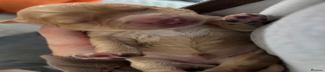Cockapoo Puppy 4