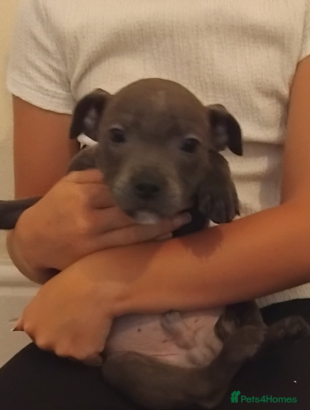 Staffordshire Bull Terrier dogs for sale: Blue Staff Puppies - Image 5