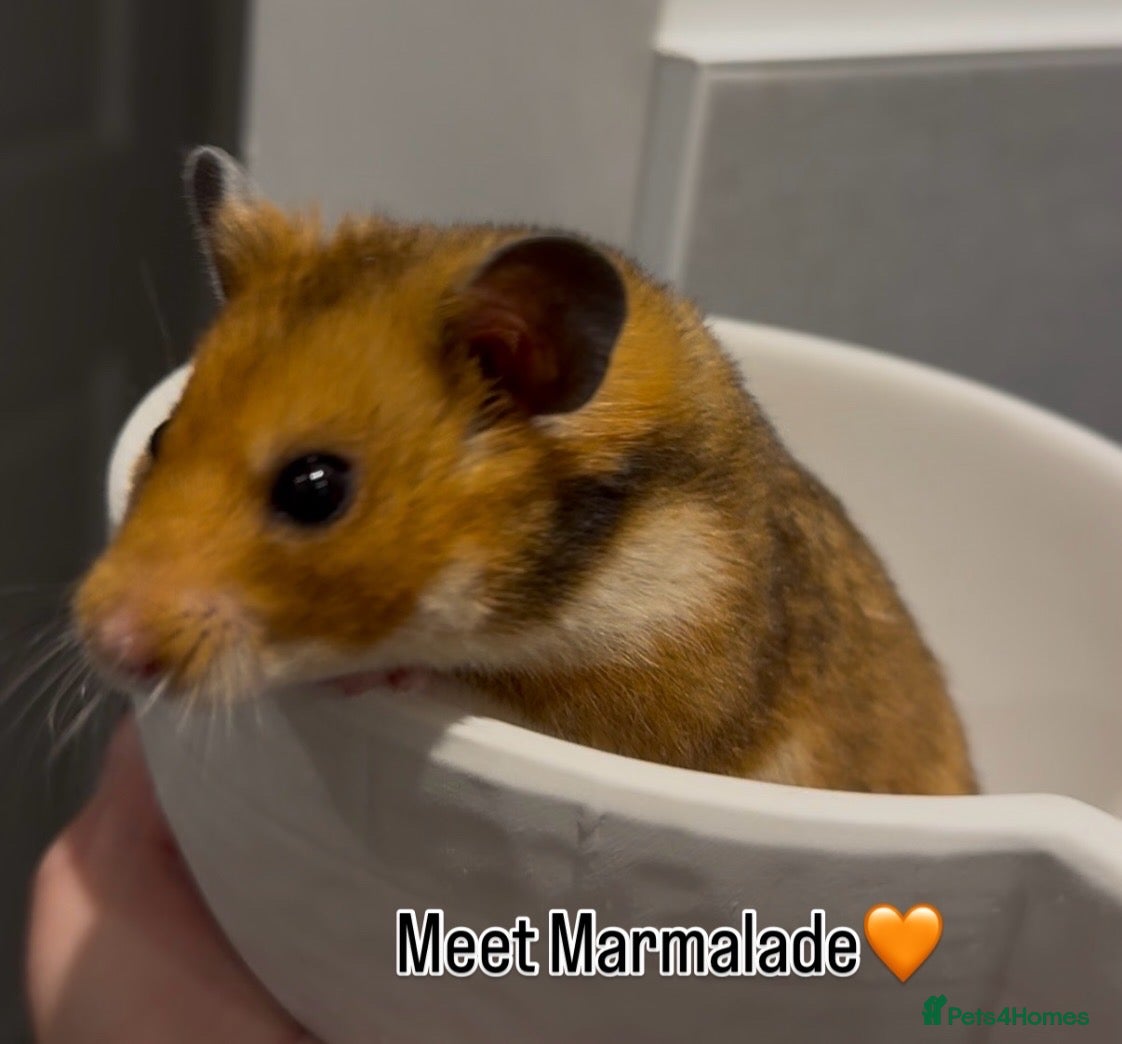 Hamster rodents Marmalade for Adoption🐹 - Advert 2