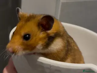 Hamster rodents Marmalade for Adoption🐹 - Advert 9
