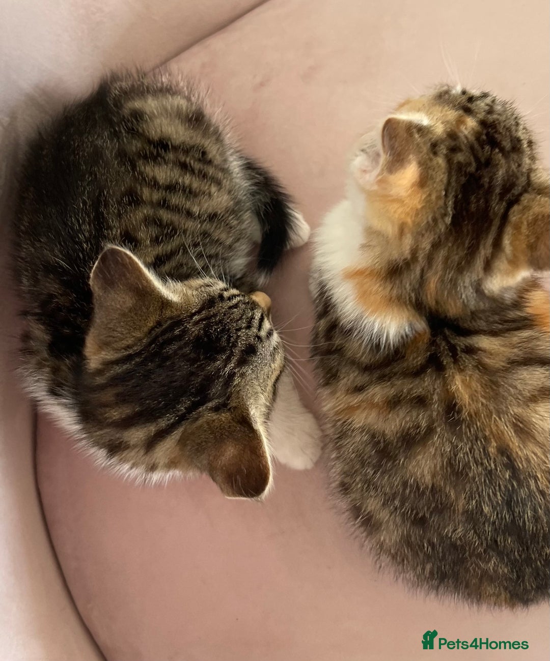 British Longhair cats for sale: 5 ADORABLE FLUFFY BRITISH LONG HAIR KITTENS - Image 12