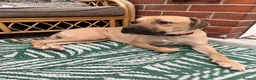 Mixed Breed dogs for sale: Cane Corso for rehoming - Advert 7