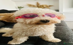 Poochon dogs for sale: Mother and son - Image 19