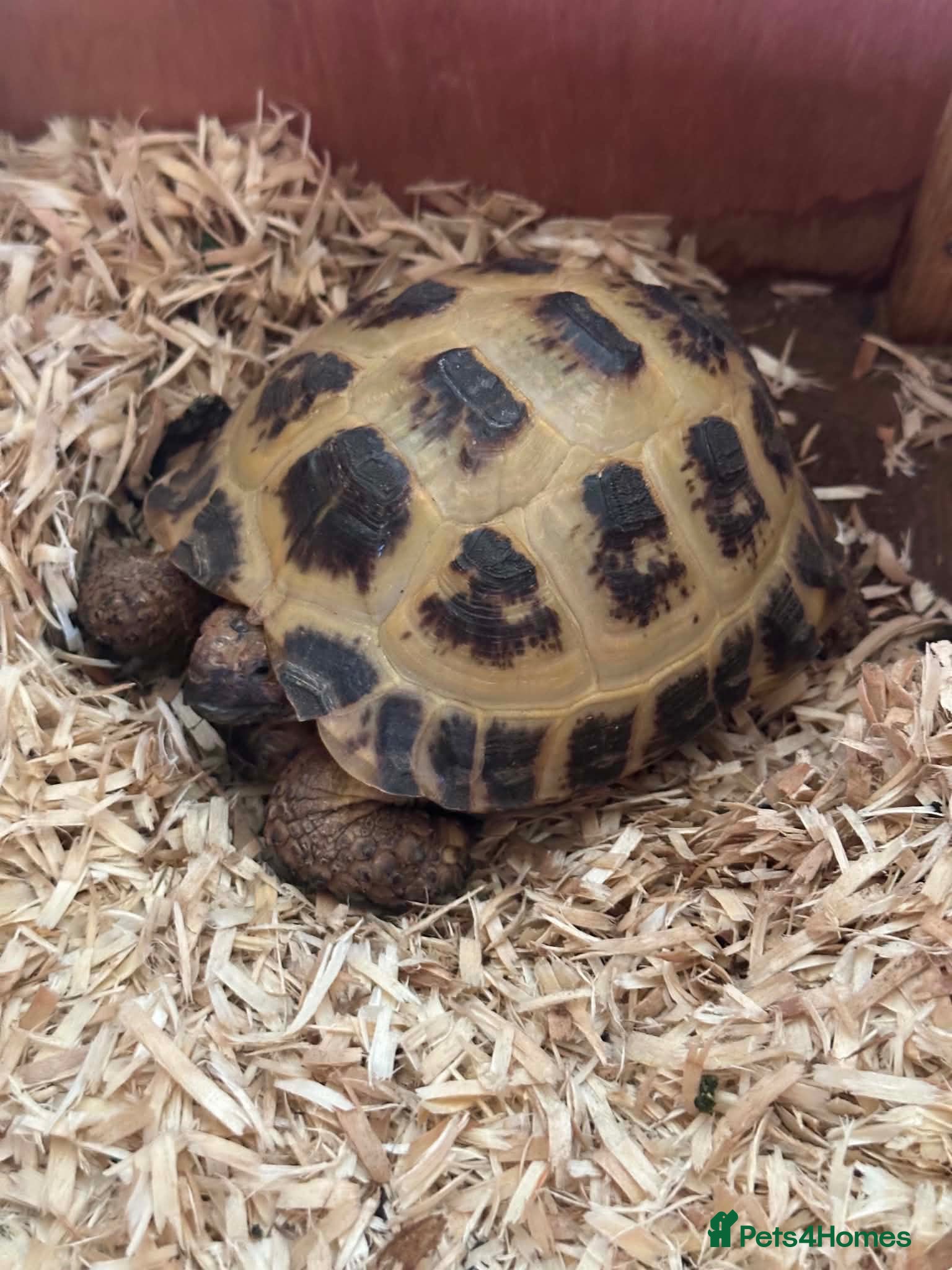 Hermann Tortoise reptiles Hermanns tortoise - Advert 1
