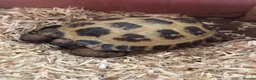 Hermann Tortoise reptiles for sale: Hermanns tortoise in Bury Saint Edmunds - Advert 1