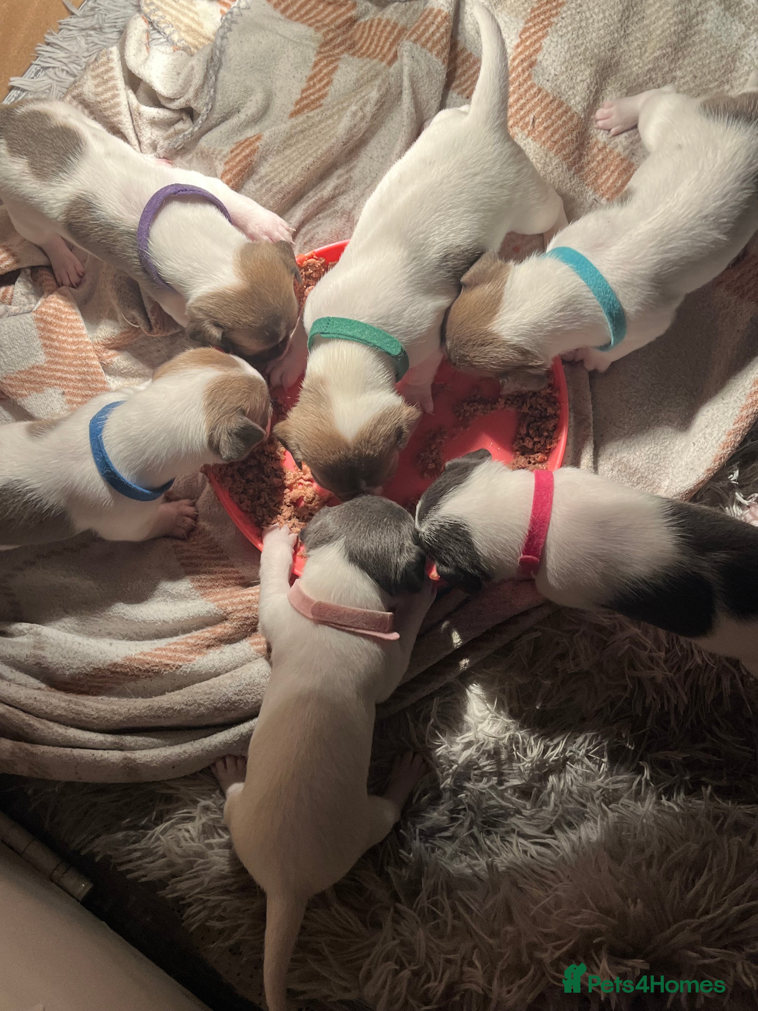 Jack Russell dogs 4 left!!! Blue/red tri JR puppies  - Advert 11