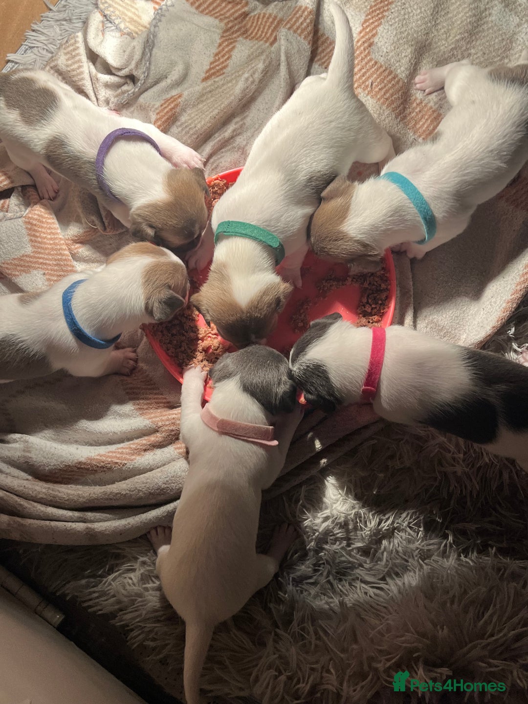 Jack Russell dogs for sale: 4 left!!! Blue/red tri JR puppies  - Advert 1