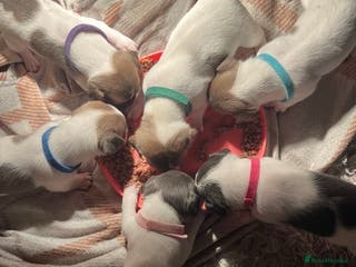 Jack Russell dogs 3 boys left!!! Blue/red tri JR puppies - Advert 1