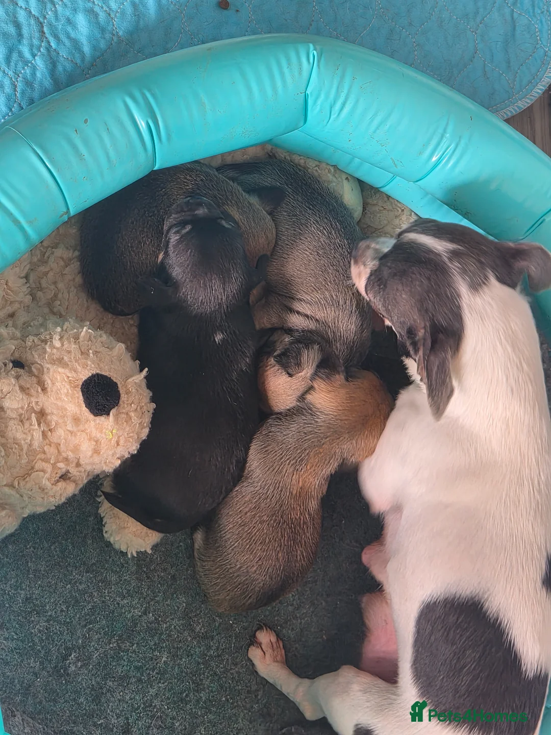 Chihuahua dogs for sale: 5 Gen KC Reg apple head chihuahuas  - Advert 1