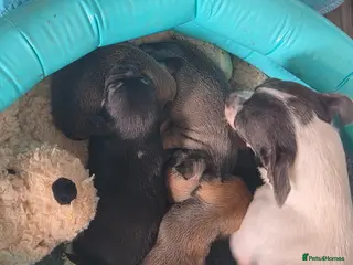 Chihuahua dogs 5 Gen KC Reg apple head chihuahuas - Advert 1