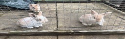 Mini Lop rabbits for sale: Stunning Mini Lops - Advert 7