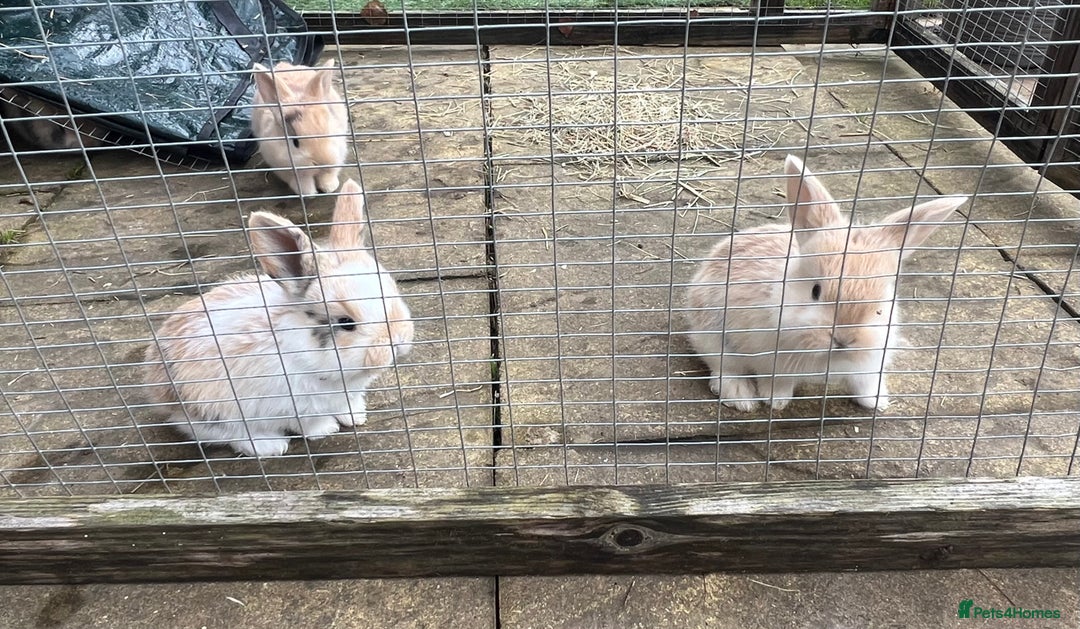 Mini Lop rabbits for sale: Stunning Mini Lops - Advert 7