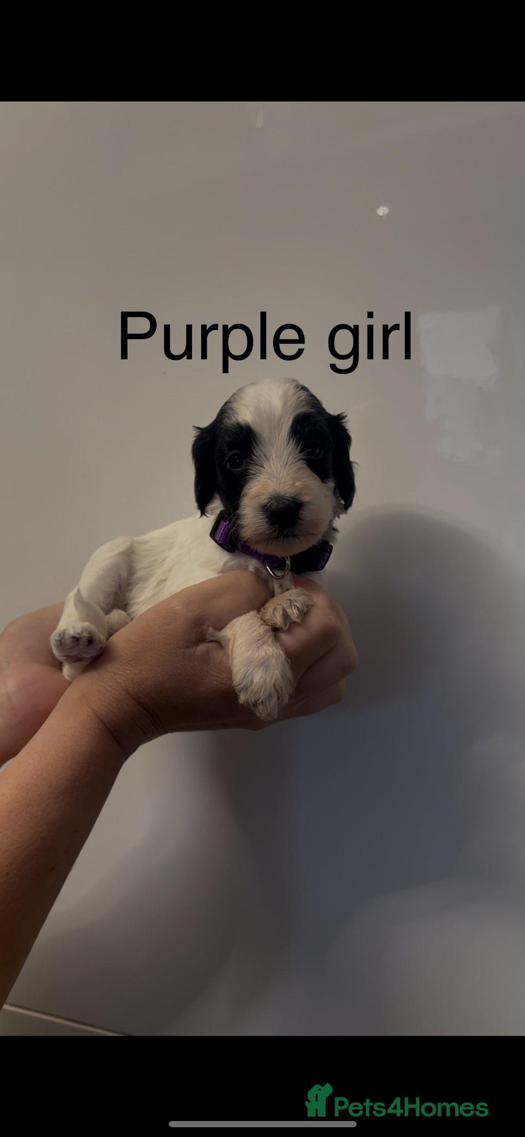 Cockapoo dogs for sale: Cockapoo puppies - Image 13