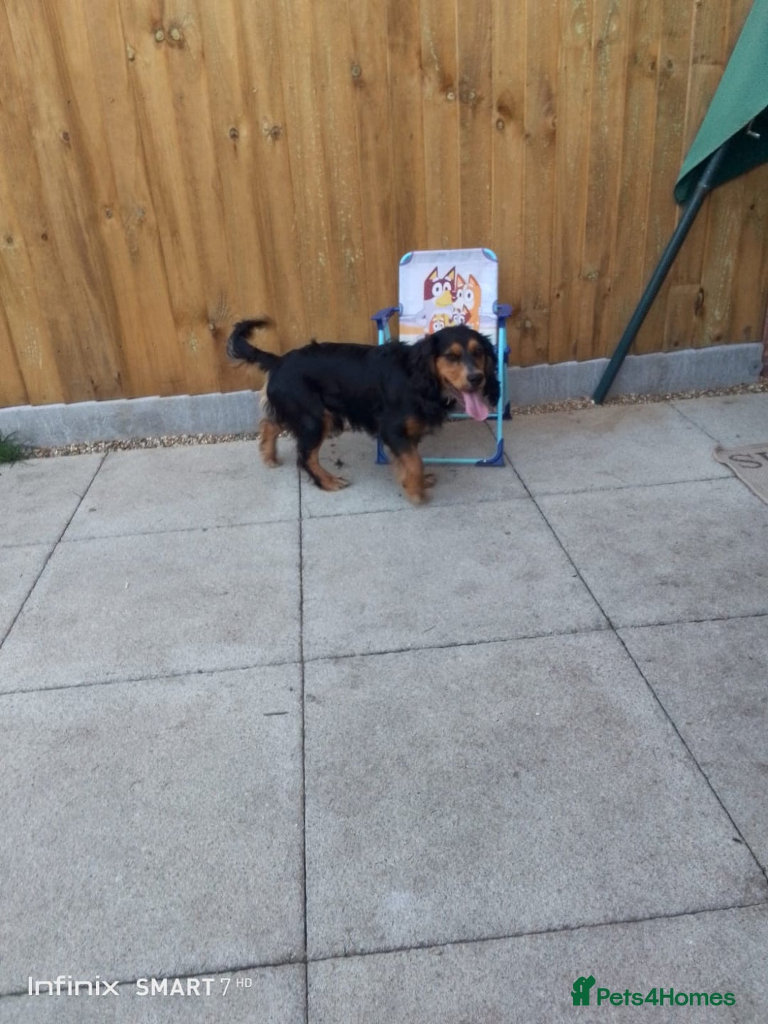 Cocker Spaniel dogs for sale: Beautiful Black and Tan Cocker Spaniel  - Advert 4