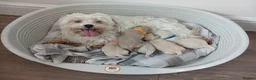 Maltipoo dogs for sale: Maltipoo puppies - Advert 1