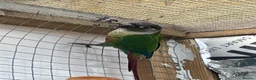 Conures birds for sale: Proven breeding conure pair  - Advert 5