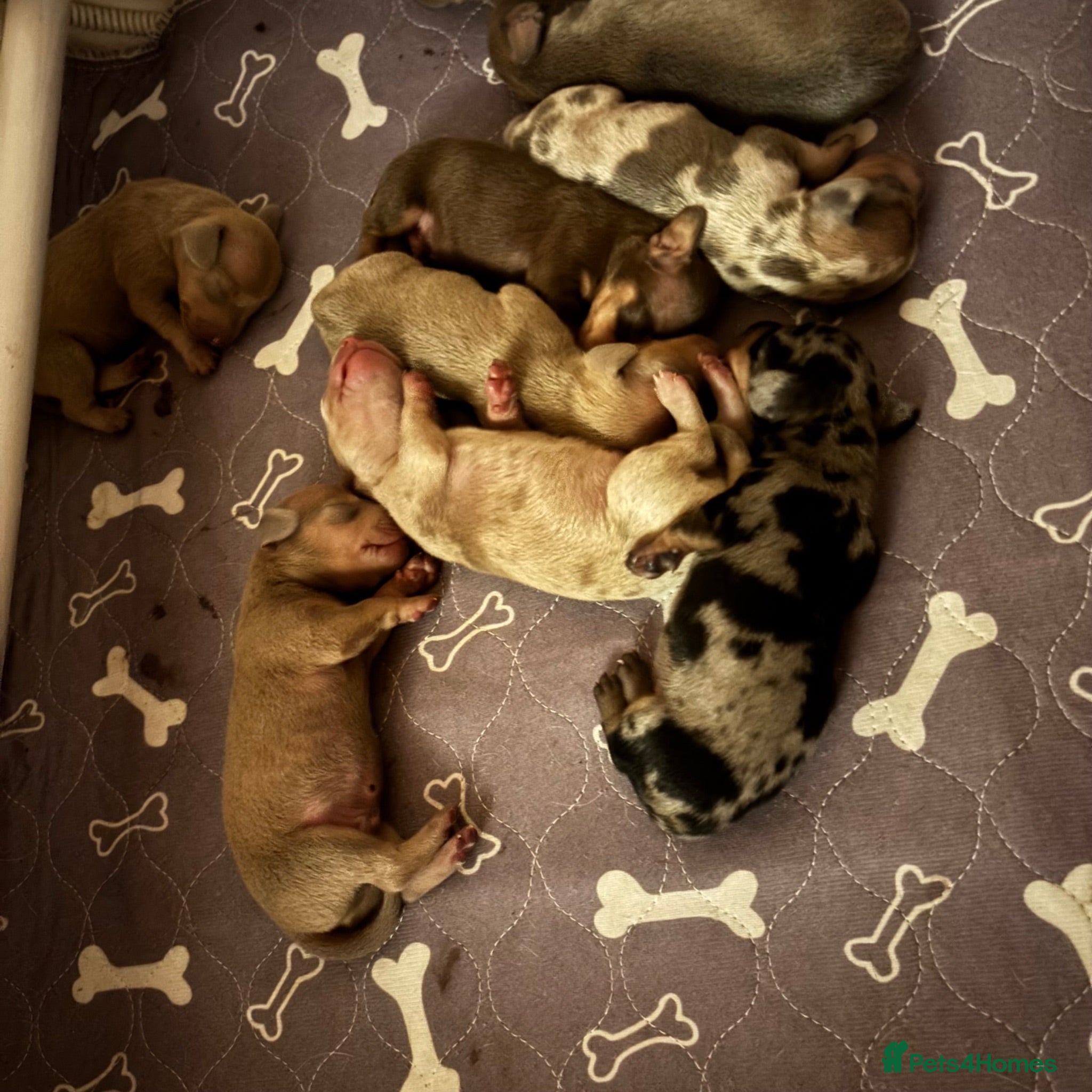 Dachshund dogs Beautiful standard dachshund puppies - Advert 1
