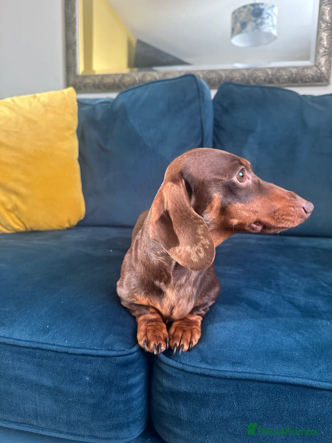 Miniature Dachshund dogs for sale: Miniature dachshund girl  in Ashford - Advert 2