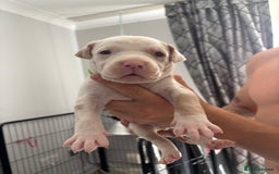 Mixed Breed dogs for sale: American Bulldog X Mastiff mix  - Image 31