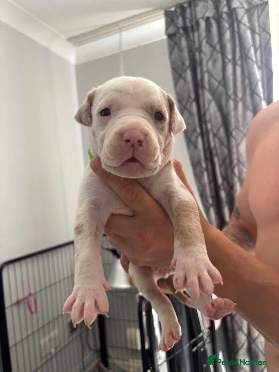 Mixed Breed dogs for sale: American Bulldog X Mastiff mix  - Image 31