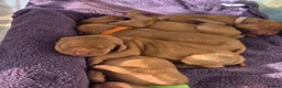 Hungarian Vizsla dogs for sale: Hungarian Wirehaired Vizsla - Advert 7