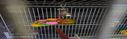 Conures birds for sale: 10 Week old silly tame male Sun Conure, ready  - Advert 4