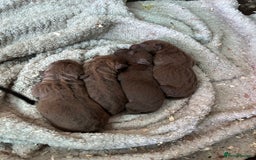 Patterdale Terrier dogs for sale: Patterdale terriers - Image 5