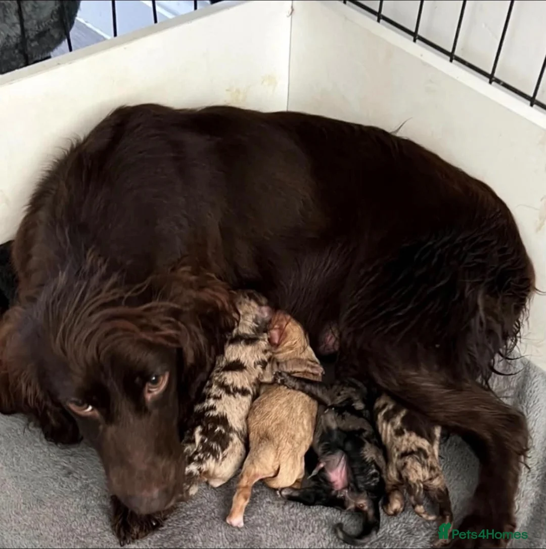 Cockapoo dogs for sale: Beautiful cockapoo puppies  - Advert 26