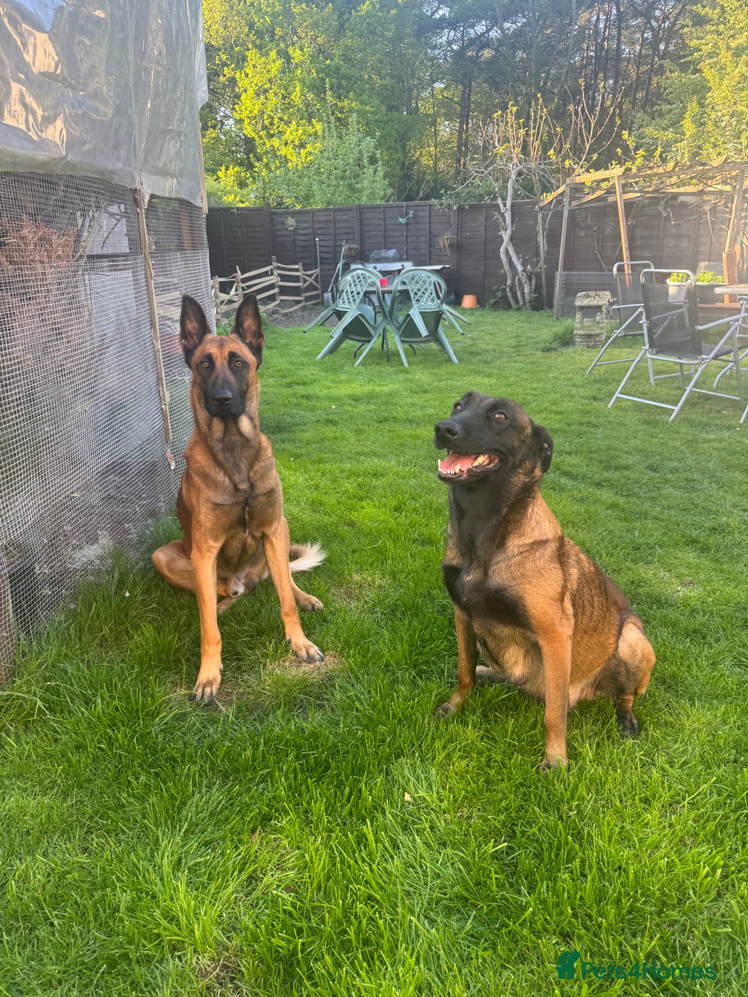 Belgian Shepherd Dog dogs for sale: Belgian Malinios (Singleton Litter) - Advert 3