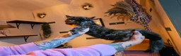 Mixed Breed cats for sale: Maine Coon Cross Kittens available  - Advert 18