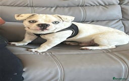 French Bulldog dogs for sale: French bulldog with blue husky coy - Advert 6