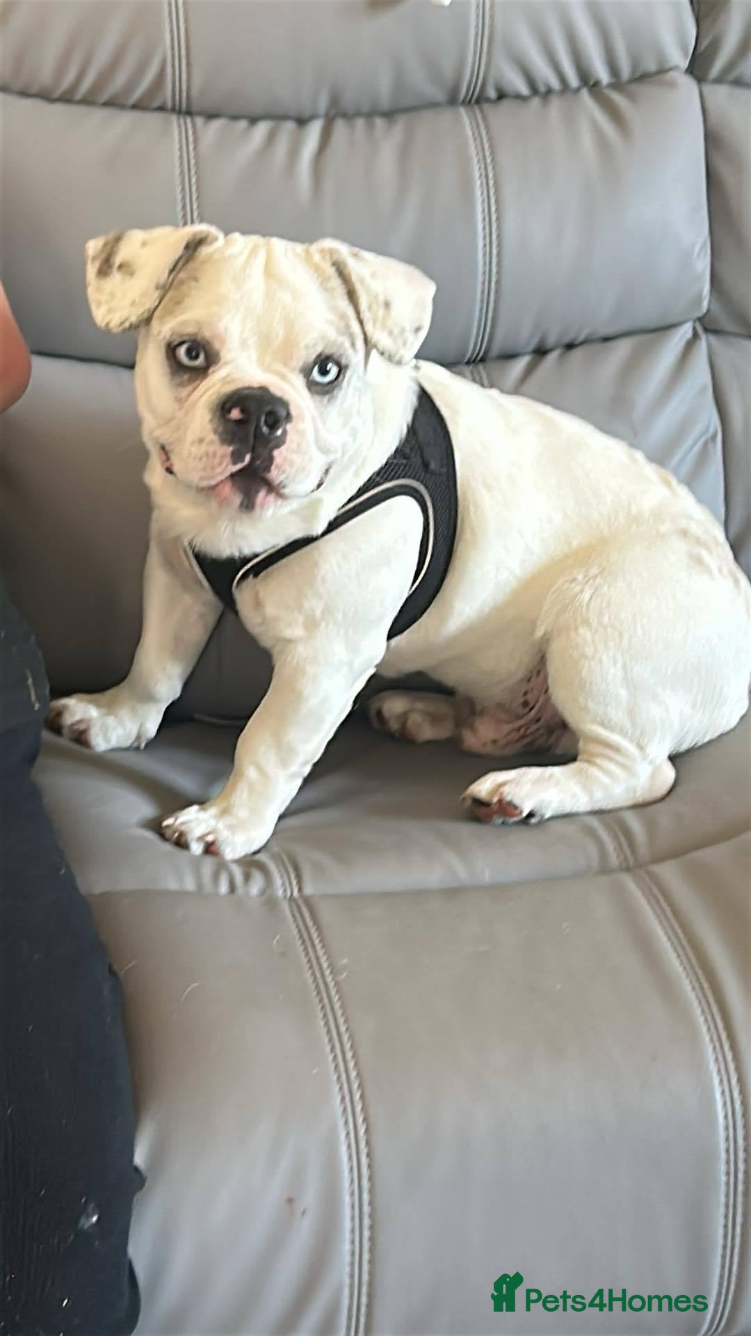 French Bulldog dogs for sale: French bulldog with blue husky coy - Advert 6