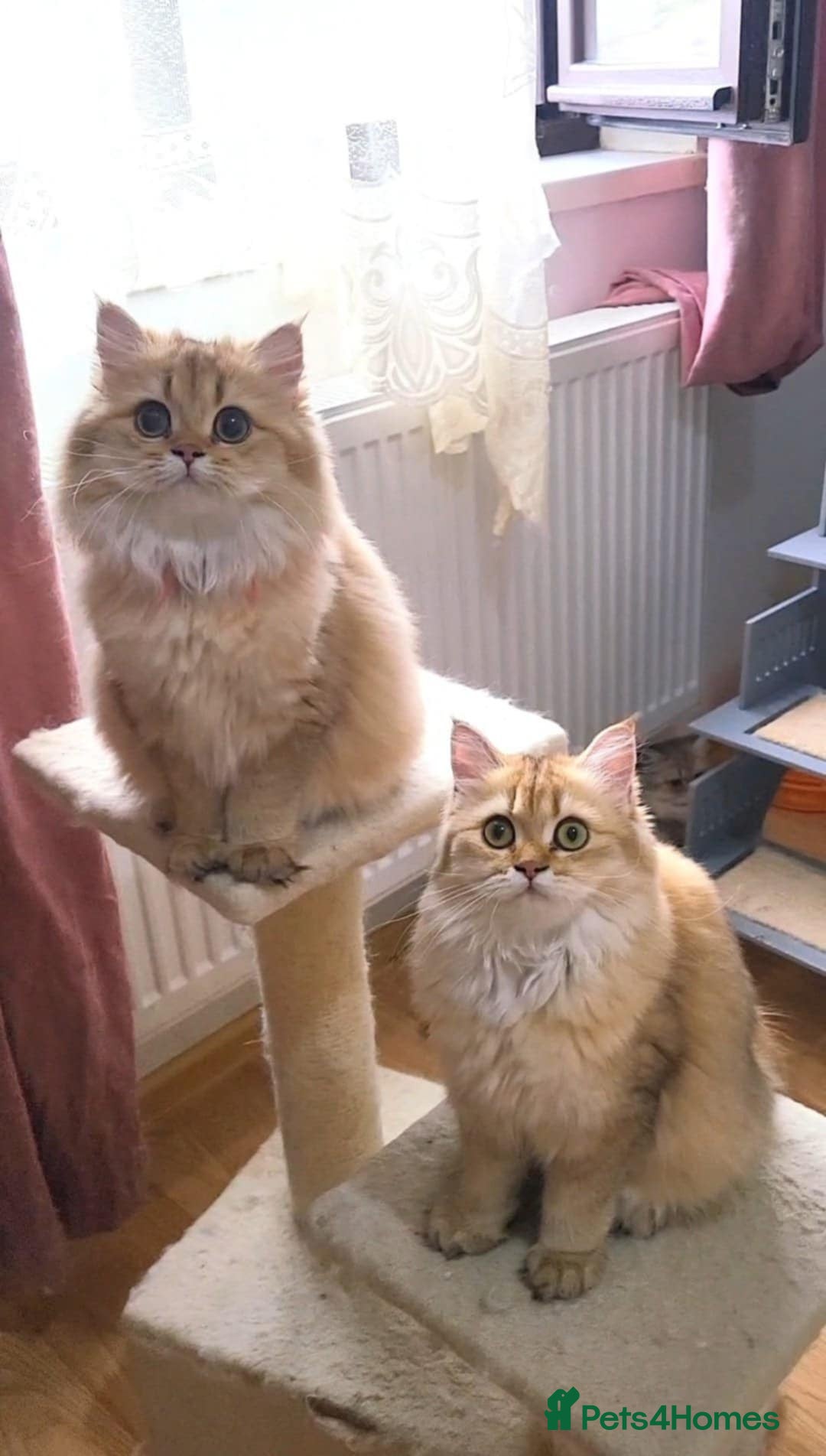 British Longhair cats Purebred British Longhair Female  - Advert 4