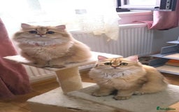 British Longhair cats for sale: Purebred British Longhair Female  - Image 1