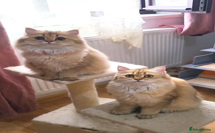 British Longhair cats - Advert 1