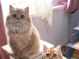 British Longhair cats for sale - Advert 1