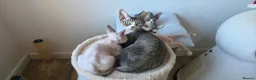 Devon Rex cats for sale: Devon Rex Kittens-Ready for Their Forever Homes! - Advert 2