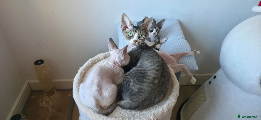 Devon Rex cats for sale: Devon Rex Kittens-Ready for Their Forever Homes! - Advert 2