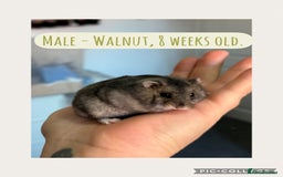 Hamster rodents for sale: Rescued Dwarf Hamsters For Adoption  - Image 2
