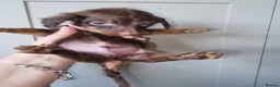 Miniature Dachshund dogs for sale: Long Haired Miniature Dachshund Puppies - Advert 11