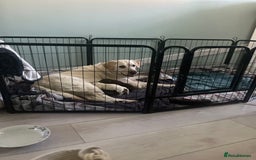 Labrador Retriever dogs for sale: Labrador Retriever puppies - Image 12