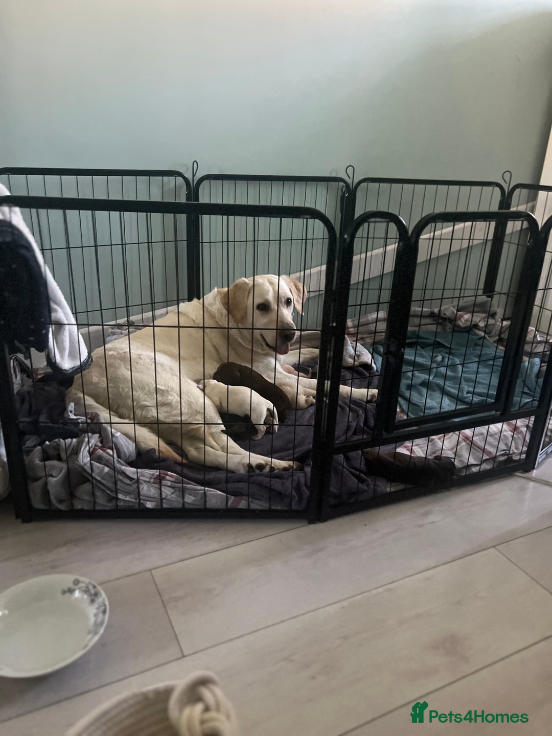Labrador Retriever dogs for sale: Labrador Retriever puppies - Image 12