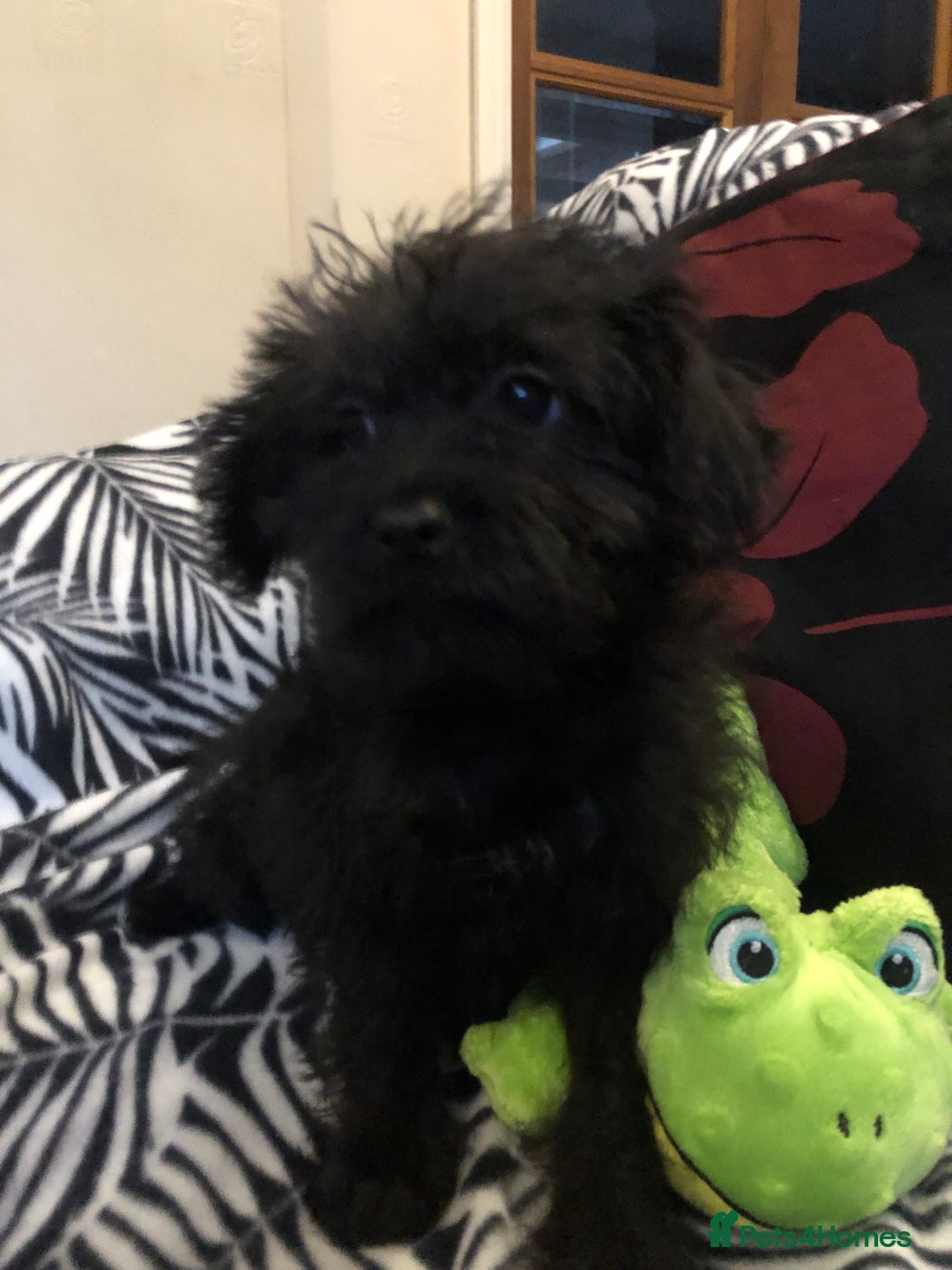 Mixed Breed dogs for sale: shihpoo x maltese puppies for sale - Advert 20
