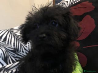 Mixed Breed dogs shihpoo x maltese puppies for sale - Advert 2