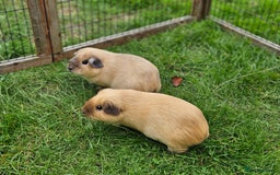 Guinea Pig rodents for sale: Pair of pet californian guinea pigs female SOLD - Image 2