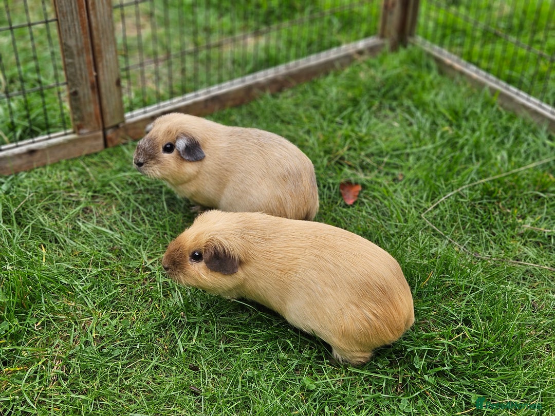 Guinea Pig rodents for sale: Pair of pet californian guinea pigs female SOLD - Image 2