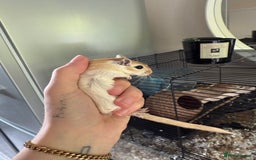 Gerbil rodents for sale: 4 males gerbils and set up  - Image 3