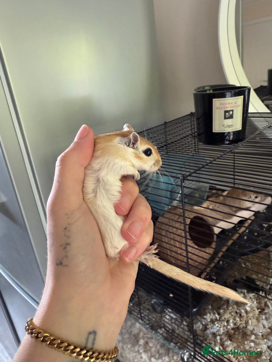 Gerbil rodents for sale: 4 males gerbils and set up  - Image 3